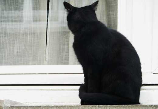 一只可人的黑猫