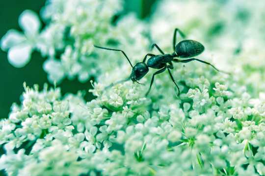 苔藓上的蚂蚁图片