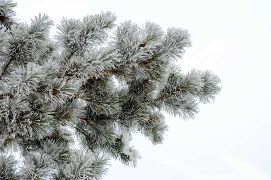 寒冬松树图片