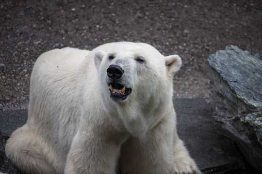 可人呆萌的白色北极熊图片