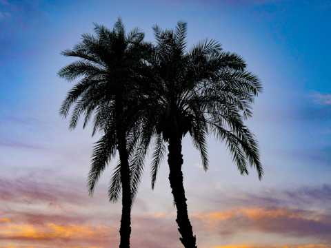 黄昏余晖下的棕榈树剪影图片