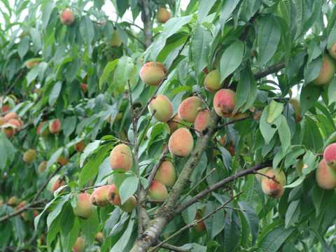 桃树上丰硕的桃子图片