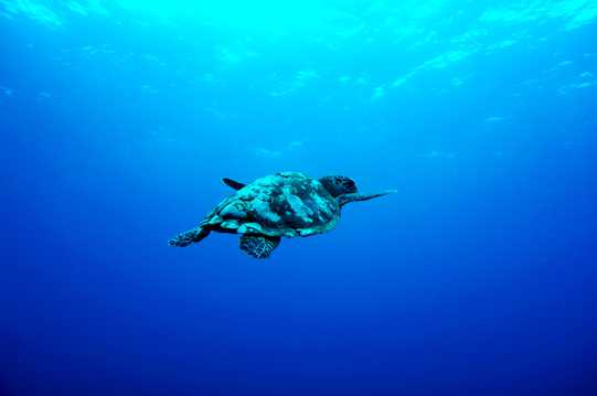 海洋里的海龟图片
