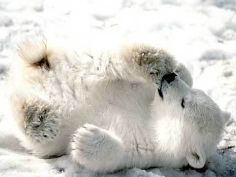 可人的小北极熊图片