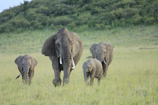 草地上徒步的大象图片