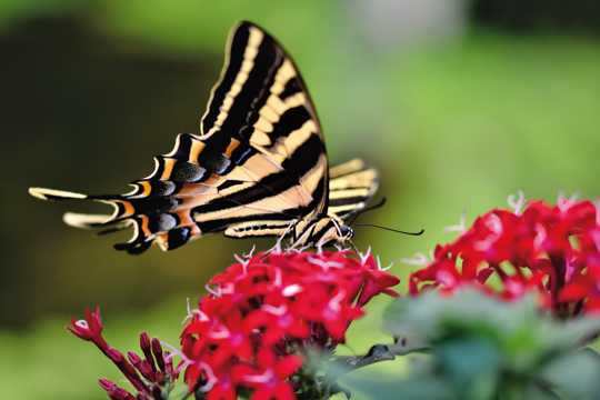 热带燕尾蝴蝶图片