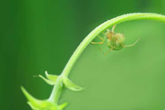 绿色的蜘蛛图片