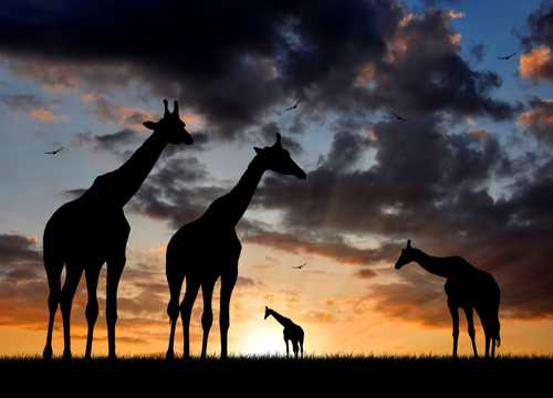 草坪上的长颈鹿图片