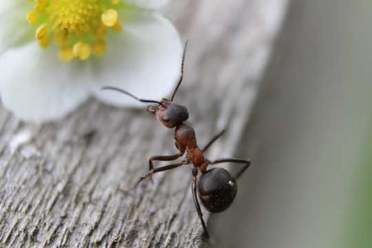 爬行的蚂蚁高清图片