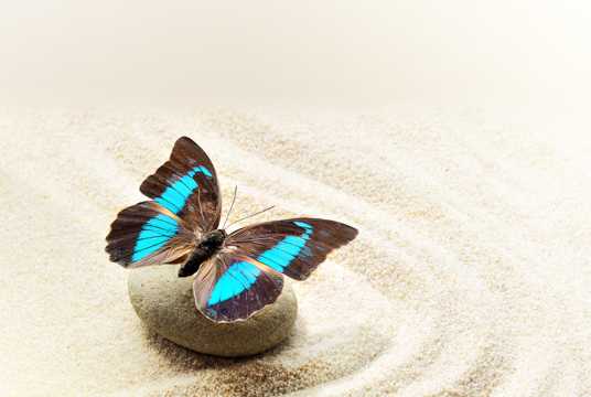 鹅卵石上的蝴蝶图片