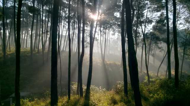 早晨迷雾丛林图片