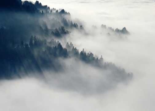 云雾缭绕的树林