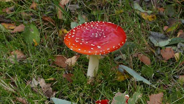 美丽红蘑菇