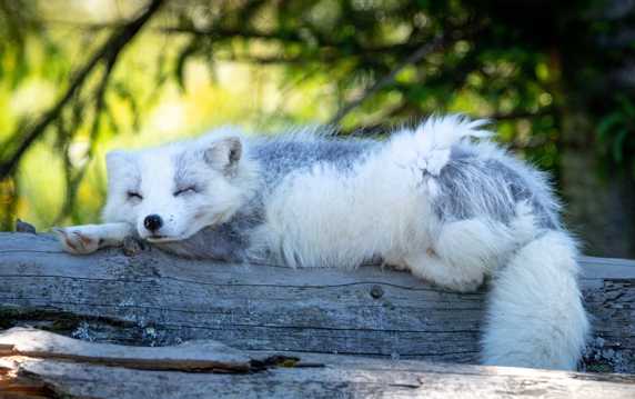 毛茸茸的北极狐图片