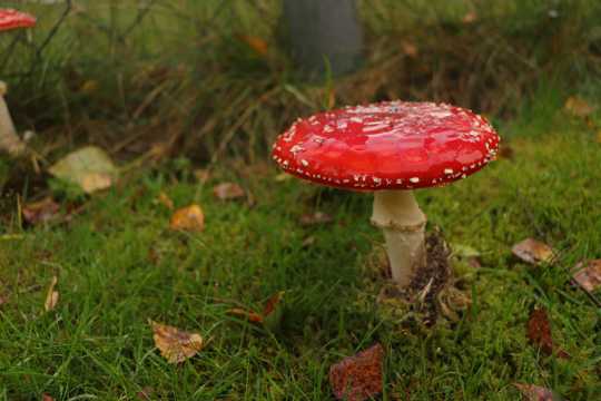 雨后的毒蘑菇图片
