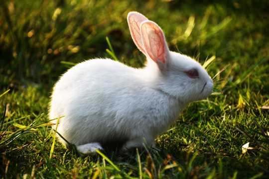 原野上的小白兔图片