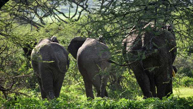 非洲树林野生大象图片