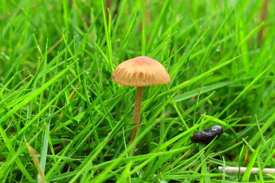 草丛中的小蘑菇图片