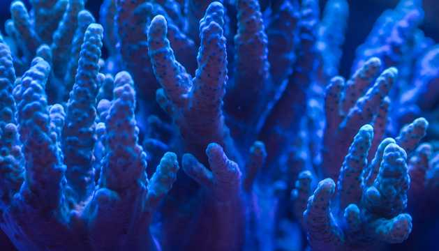海底的蓝色珊瑚图片