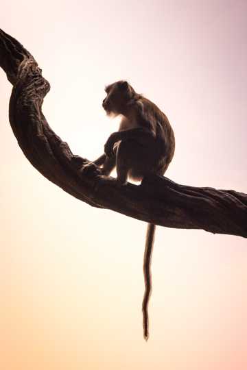可人野生猕猴图片