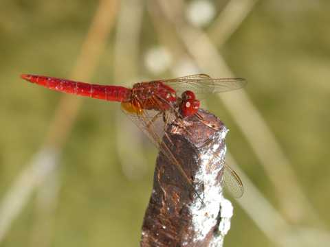 高清红蜻蜓拍照图片