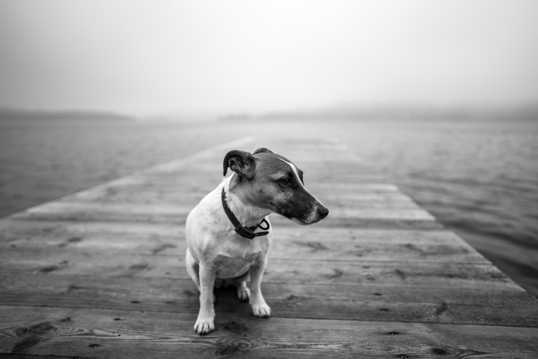 黑白中华田园犬图片