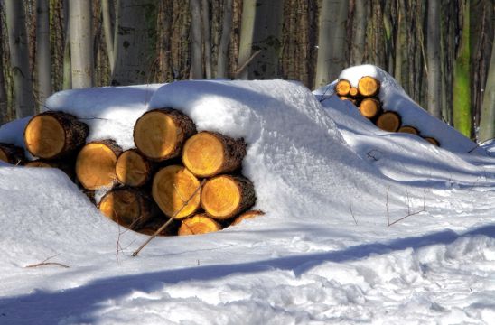 雪地里的木材堆