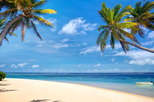 沙滩椰子树高清图片