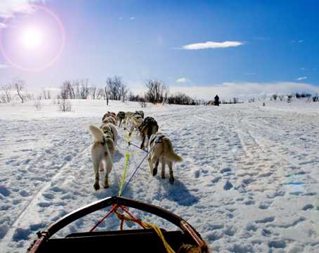 大型西伯利亚雪橇犬