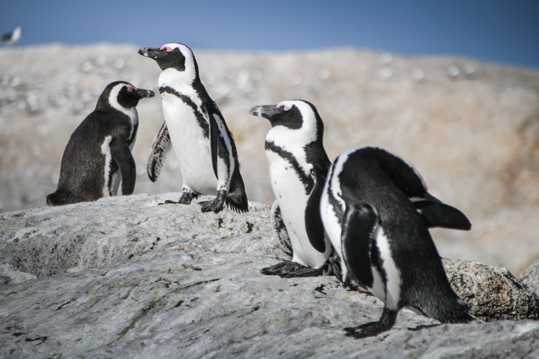 乖巧南极企鹅图片
