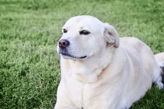 白色拉布拉多小狗图片