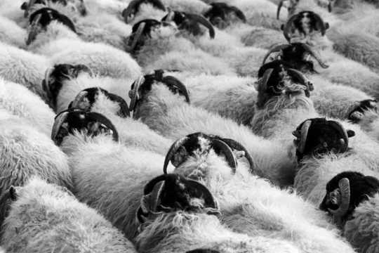 家养羊群高清图片