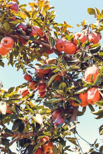 成熟丰产苹果树高清图片