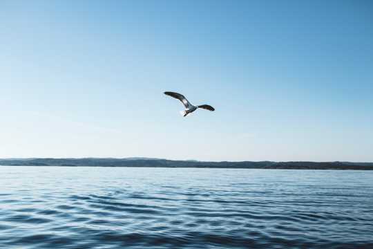 一只飞行的海鸥图片