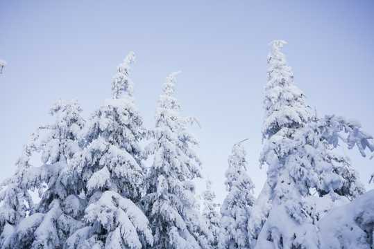冬天雪景树木图片