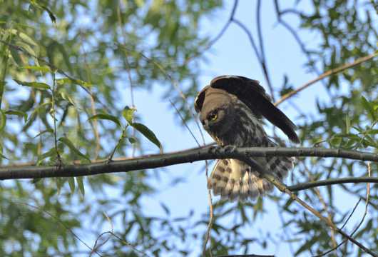 树枝上的褐鹰鸮图片