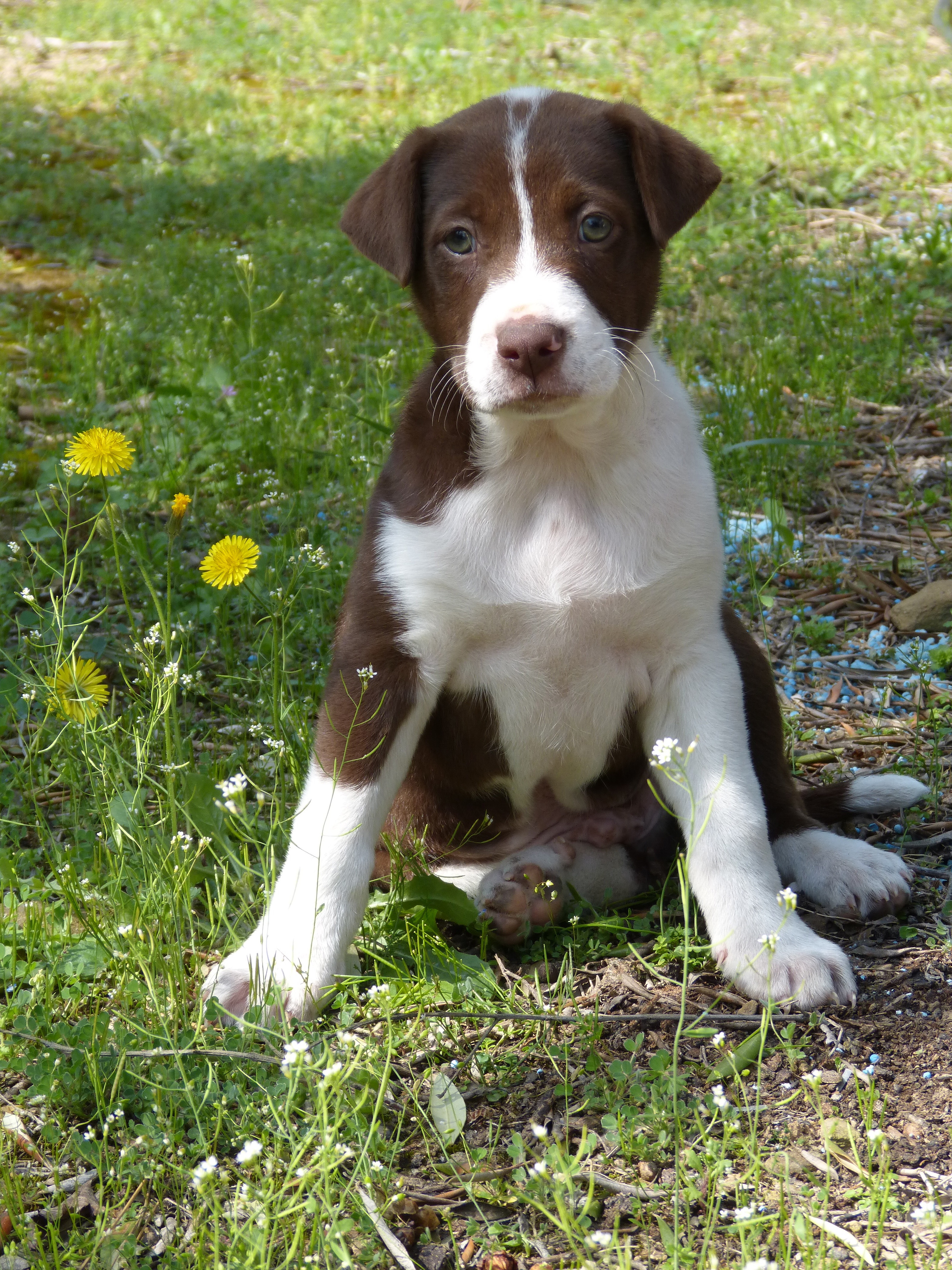 瑞士山地犬幼崽图片