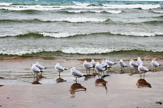 海岸边海鸥图片