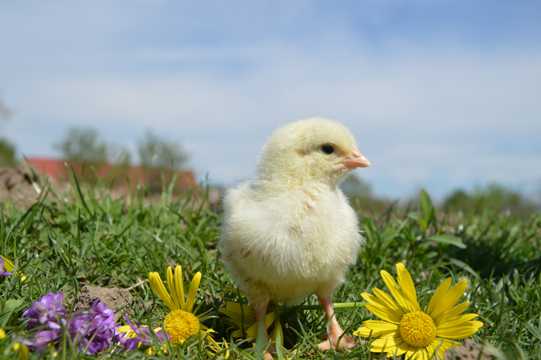 草场上黄色小鸡仔图片