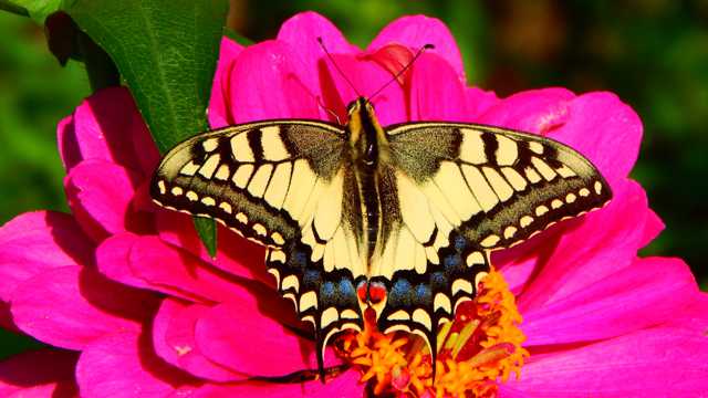 花草上的燕尾蝶