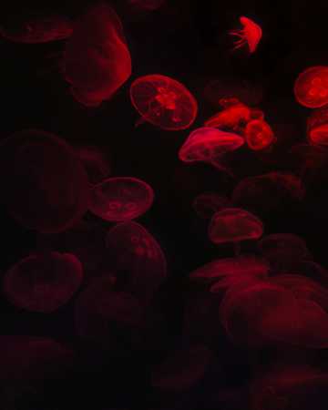 红色透亮水母图片