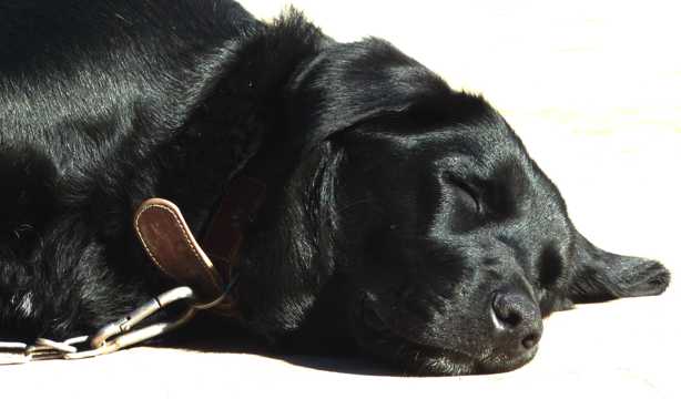 黑色犬拉布拉多图片