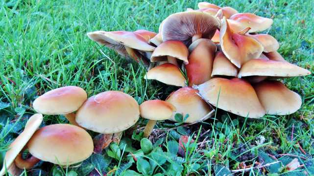 野生伞状蘑菇图片