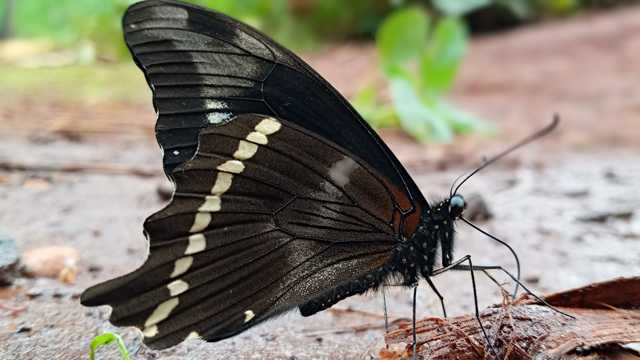 黑色大蝴蝶图片