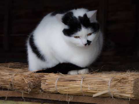 可人的黑白胖猫图片