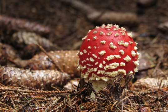 丛林毒蘑菇图片