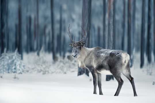 高清冬日麋鹿拍摄