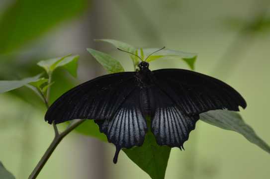 黑色的马哈美凤蝶