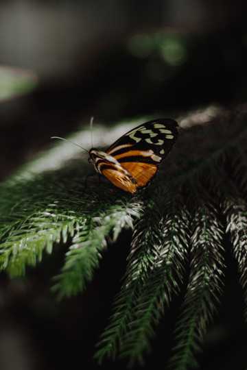 黑色花纹蝴蝶图片