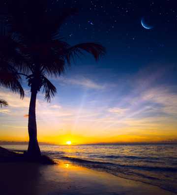 沙滩椰树景物图片